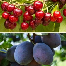Dwarf Plum And Cherry Tree Collection 9cm Pot x 2 Mini Fruit Trees Hardy By T&M