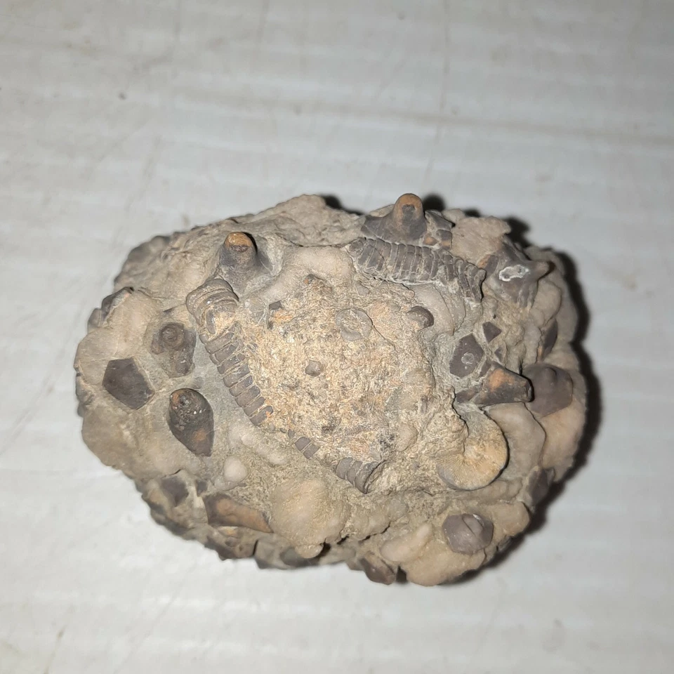 Gilbertsocrinus Tuberosus Fossil Lake Monroe, Indiana - Image 2 of 4