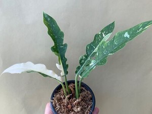 Philodendron Ableger | eBay