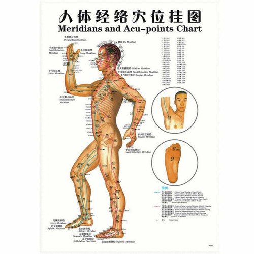 7pcs English Acupuncture Meridian Acupressure Points Posters Chart Wall Map - Picture 5 of 11