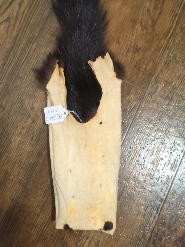 Wild Skunk Fresh Tanned Hide Soft Leather Craft Pelt Fur Fresh TANNED