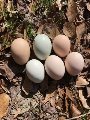 6-Pack Blue And Pink Egg!  Chicken Hatching Eggs Mystery Box! (Mixed Breeds)