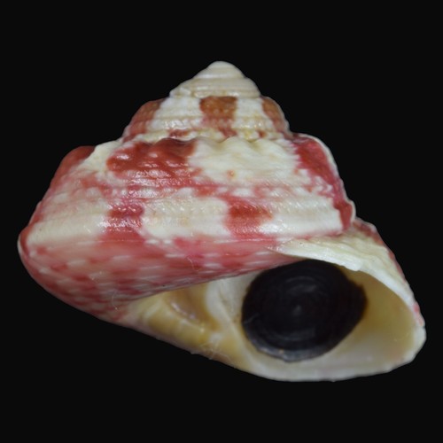 GIBBULA MAGUS w/o (Deltebre, Tarragona, Spain) 19.8mm #47020 - Picture 3 of 4