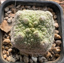 Pseudolithos cubiformis x dragon skin from see-d (C copiapoa Euphorbia dorstenia