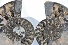 Large Black Ammonite Pair 181mm Deep Crystals XXL 7.2