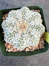 Astrophytum Asterias Super Kabuto V Type Star Shape ! Top Quality