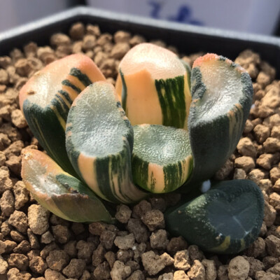 4.2cm Haworthia maughani variegata Succulent plants Garden Decoration Plants
