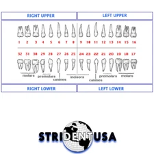 Ivorine Teeth For Typodont 200 - 5 PACK Compatible with KILGORE NISSIN 200 