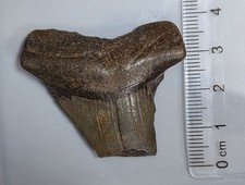 Fossil MEGALODON Tooth - THE LARGEST SHARK THAT EVER LIVED (#F7902`)