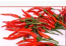 Fresh Thailand red chili pepper Chili