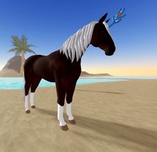 Wild Horse Islands    Horn Coral Rc Dwb Dutch...
