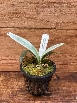 Platycerium alcicorne Madagascar Dwarf TC || *Read Description* | eBay