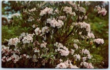 Mountain Laurel in Bloom on the Skyline Drive, Shenandoah National Park, VA