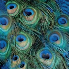 Peacock Feather Paper Napkins – 3 Ply Decorative Decoupage Napkins – Pack of 20