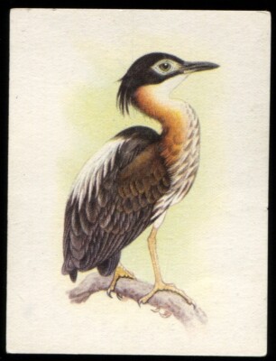 Tabakkarte, UTC, UNSERE SÜDAFRIKANISCHEN VÖGEL, 1942, groß, Nachtreiher mit weißem Rücken, #9