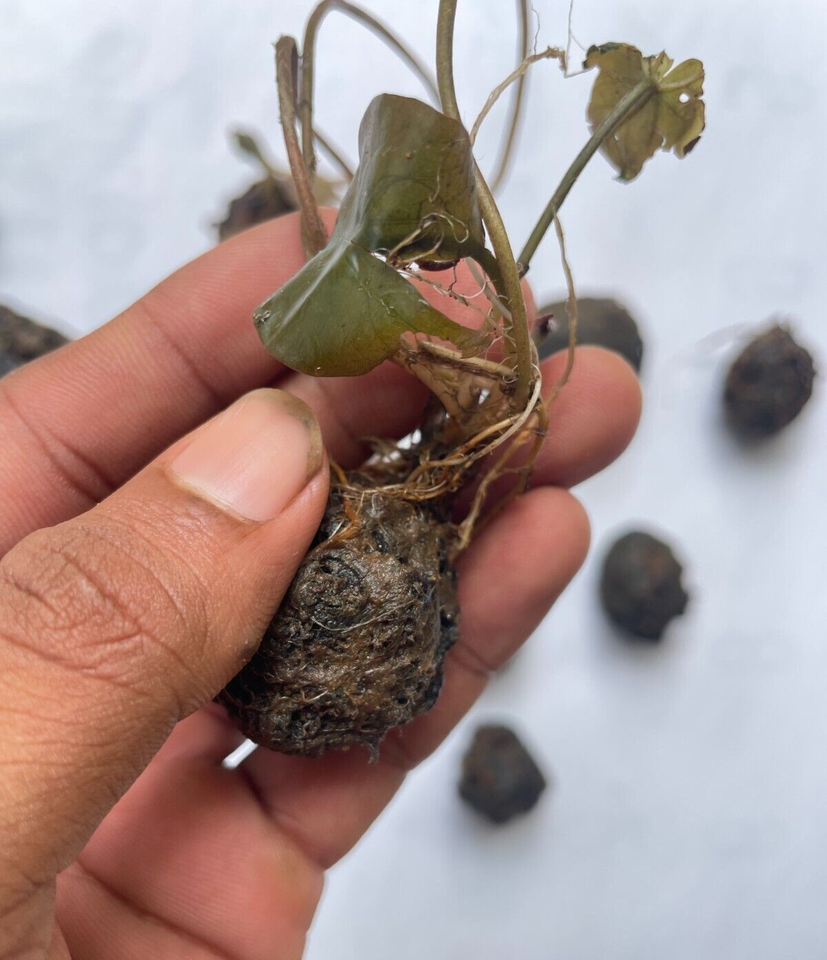 RED LOTUS LIVE BULBS Aquarium Tiger Plants Water Lily Rare Nymphaea