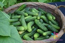 25+ Kirby Cucumber Seeds for Garden Planting - USA - FREE SHIPPING!