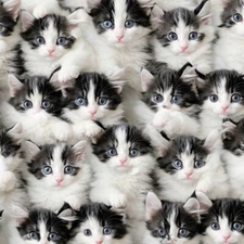 Kittens - 18"x46" Hydrographic Film Hydro Dipping Dip Water Transfer