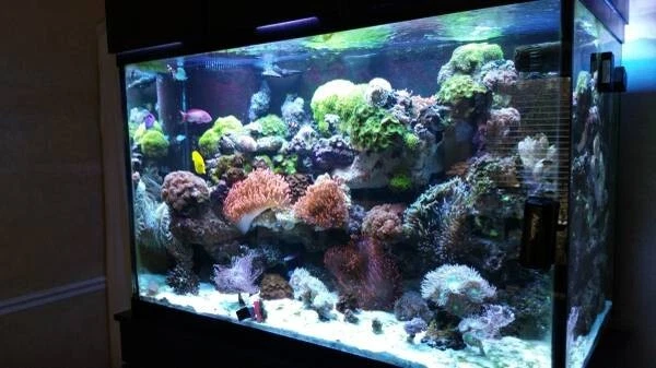 150 gallon extra tall marineland aquarium, stand, hood - saltwater reef