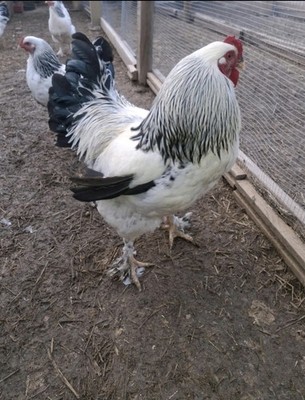 6 Giant Colombian Light Brahma Chicken Hatching Eggs