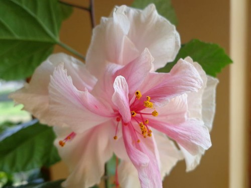 PRIDE OF HANKINS WHITE*Rooted Tropical Hibiscus Starter Plant*Triple WHITE Bloom - Picture 5 of 8