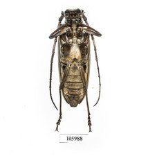 Batocera for sale | eBay