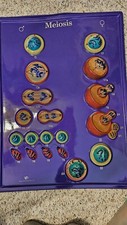 Mitosis And Meiosis 3-D Models