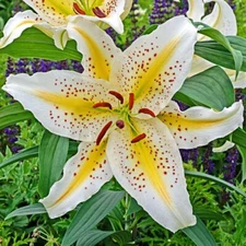 2 - ORIENTAL LILY GOLD BAND Flower Bulbs - Perennial Eye Catching Blooms