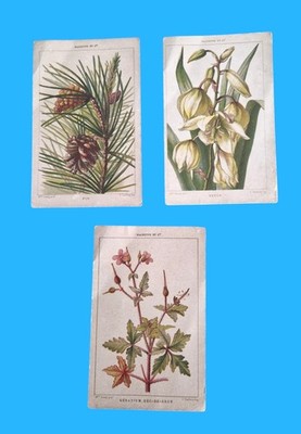 Hachette Cresty 19th Century School Educational Botanical Chromolithographs