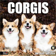 Corgis 2026 Wall Calendar 12 Month | 12" X 24" Open | Thick & Sturdy Paper | Hol