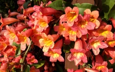 BIGNONIA "TANGERINE BEAUTY" CROSSVINE*Rooted Starter Plant**ATTRACTS BUTTERFLIES