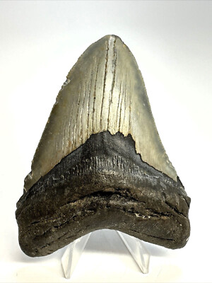 3 INCH REAL MEGALODON SHARK TOOTH FOSSIL EXTINCT GIANT GENUINE GRAY HUGE TEETH