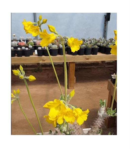 3x Pachypodium Densiflorum - Seltene Madagaskarpalme Mit Dickem Caudex | Exotische Sukkulente Für Garten & Wohnung