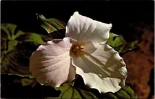 Trillium Ontarios Provincial Flower Wild Flowers Bloom Spring Postcard UNP Vtg
