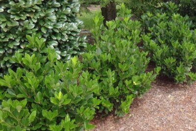 Illicium parviflorum HARDY ANISE - EVERGREEN SHRUB Hardy 1 Plant