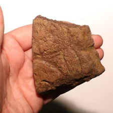 Triceratops Frill Dinosaur Fossil - Thick Chunk Hell Creek Formation Cretaceous