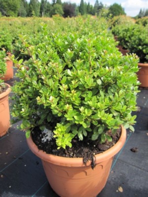 thuja excelsa plicata Thuja plicata 'Excelsa' – Loen Nursery, Inc main image 0