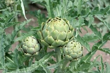 Artichoke 'Green Globe' or Purple Romagna - 30 seeds