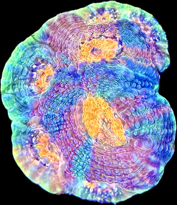 live saltwater LPS coral Pineapple Acan Echinata Frag up to 1.5'' by coralSLover