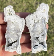 Agatized/Fossilized Corral Finger 2 Piece Specimen Tampa Bay Florida