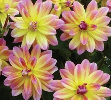 1 "Pacific Ocean" Decorative Dahlia - Large Tuber - US Seller