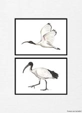 Set of Two Watercolour Australian Ibis Prints