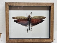Real framed giant brown grasshopper Tropidacris Dux