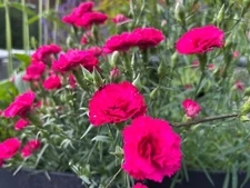 Carnation Trailing Live Plant, Healthy Starter, Cold Hardy Type Easy to Grow