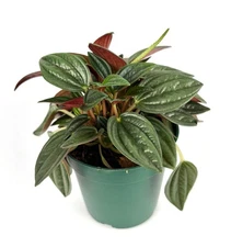 Peperomia Rosso Live Potted Houseplant