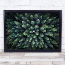 Dead Tree Surrounded By Alive Trees, Drone Photo Landscape Wall Art Print