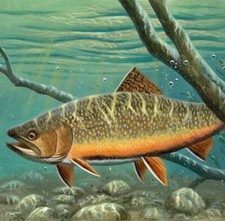 Ceramic Backsplash Tile Mural Fishing Kitchen/Bathroom/Shower - Brook Trout