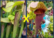 2024 SARRACENIA SEEDS: GOLDEN RED JUBILEE X CATESBAEI RED CARNIVOROUS PLANT SEED