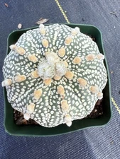 Astrophytum Asterias Super Kabuto Great Large Tufts!!