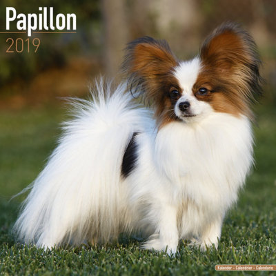 Calendrier 19 Epagneul Papillon Ebay